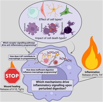 You are what you eat and how you digest it! A discussion on inflammatory efferocytosis